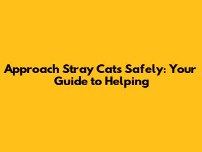 Approach Stray Cats Safely: Your Guide to Helping