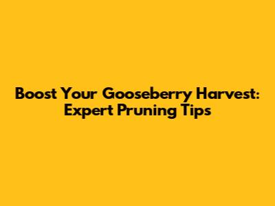 Boost Your Gooseberry Harvest: Expert Pruning Tips