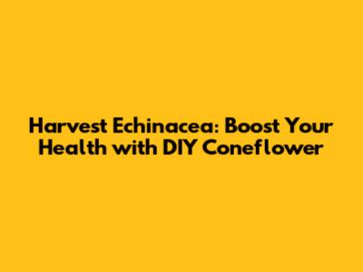 Harvest Echinacea: Boost Your Health with DIY Coneflower