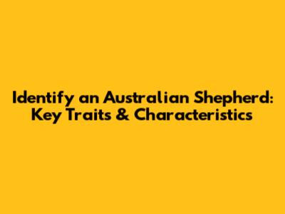 Identify an Australian Shepherd: Key Traits & Characteristics