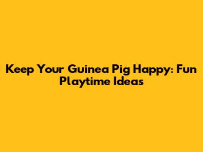 Keep Your Guinea Pig Happy: Fun Playtime Ideas