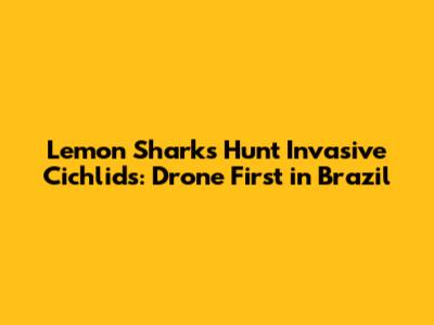 Lemon Sharks Hunt Invasive Cichlids: Drone First in Brazil
