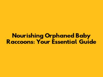 Nourishing Orphaned Baby Raccoons: Your Essential Guide