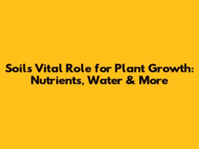 Soil's Vital Role for Plant Growth: Nutrients, Water & More