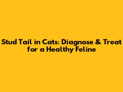 Stud Tail in Cats: Diagnose & Treat for a Healthy Feline