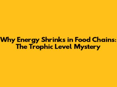 Why Energy Shrinks in Food Chains: The Trophic Level Mystery