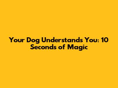 Your Dog Understands You: 10 Seconds of Magic